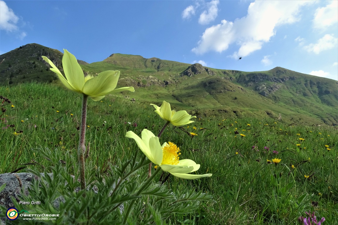 10 Salendo verso l'inizio del sent. 109...pulsatilla alpina sulfurea.JPG